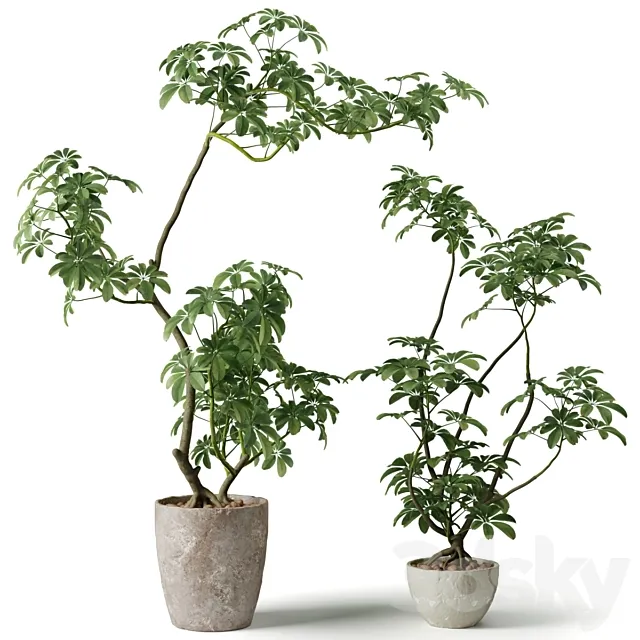 Schefflera houseplant 3D Model