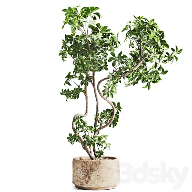 schefflera plant in Stone Pot 3D Model