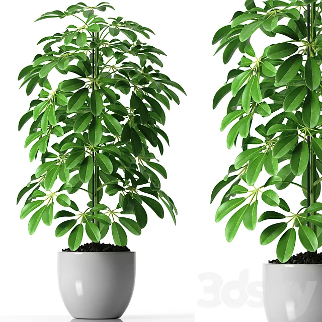 SCHEFFLERA PLANTS 35 3DModel SCHEFFLERA PLANTS 35 3DModel