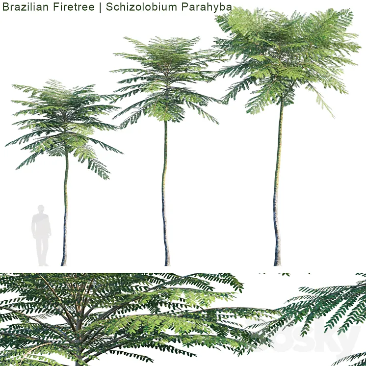 Schizolobium Parahyba | Brazilian Firetree 3D Model Free Download