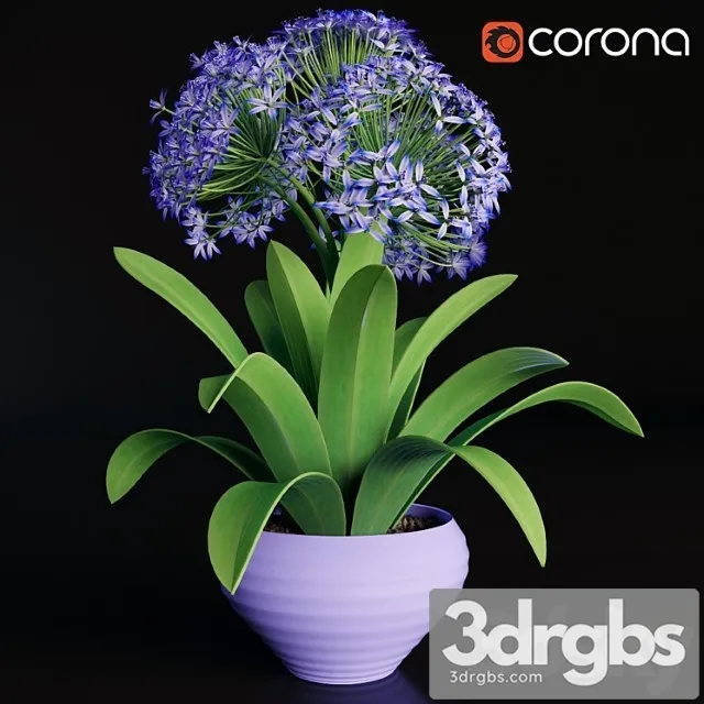 Scilla Peruviana 1 3D Model Download Scilla Peruviana 1 3D Model Download