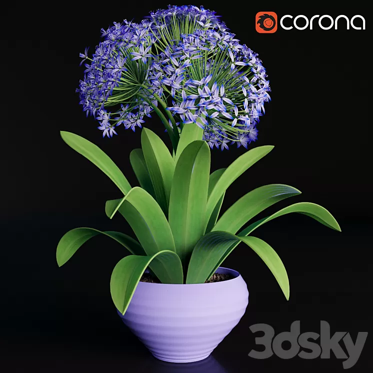 Scilla peruviana 3D Model Scilla peruviana 3D Model