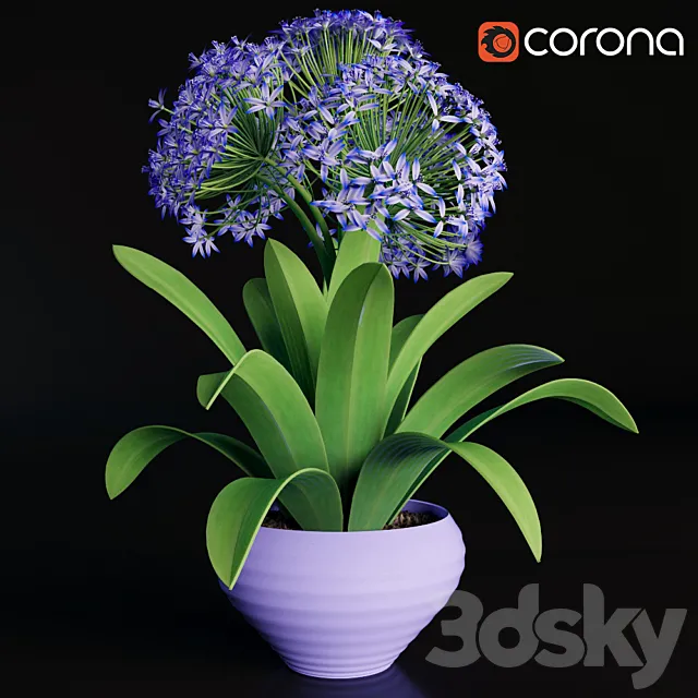 Scilla peruviana 3DModel Scilla peruviana 3DModel