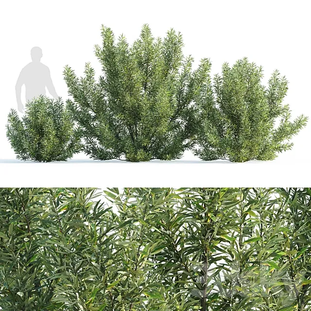 Sea buckthorn bushes set 1 (Hippophae rhamnoides set 1) 3D Model
