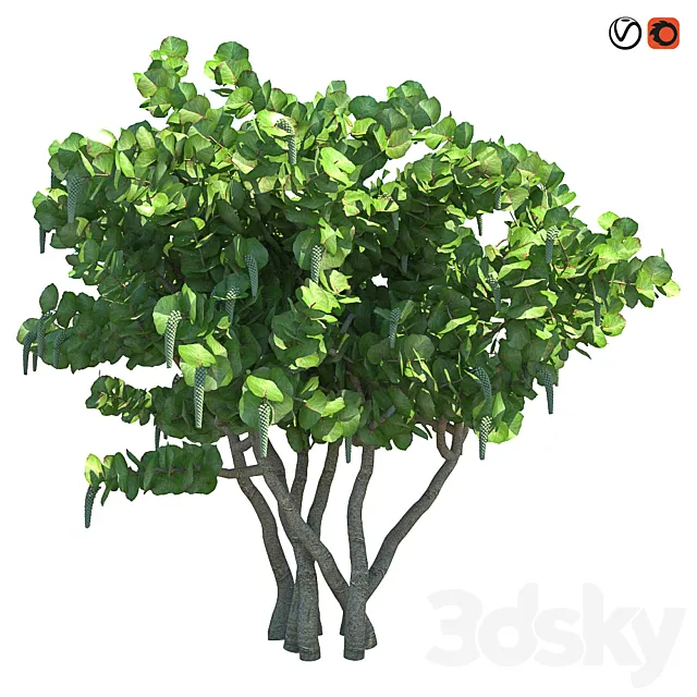 Seagrape \ Sea grapes 3D Model