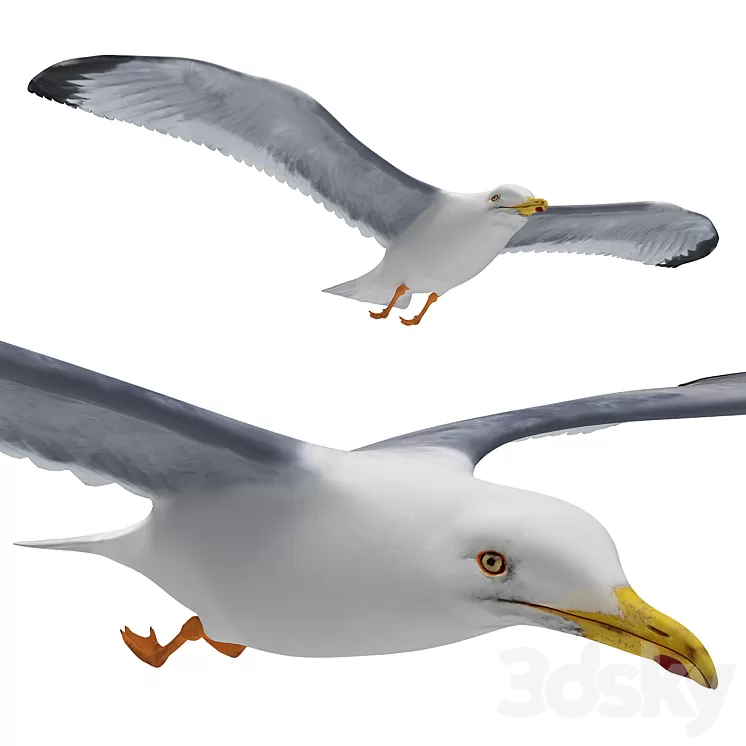 Seagull in flight 3D Model