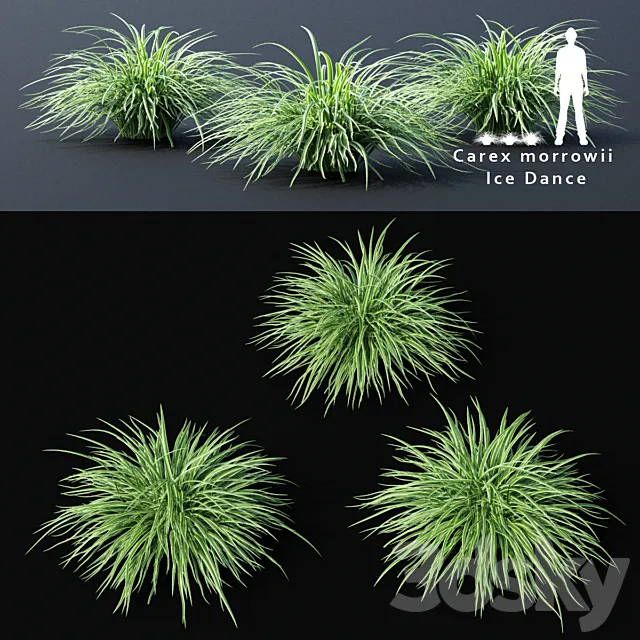 Sedge morrova | Carex morrowii Ice Dance ornamental grass 3D Model Sedge morrova | Carex morrowii Ice Dance ornamental grass 3D Model