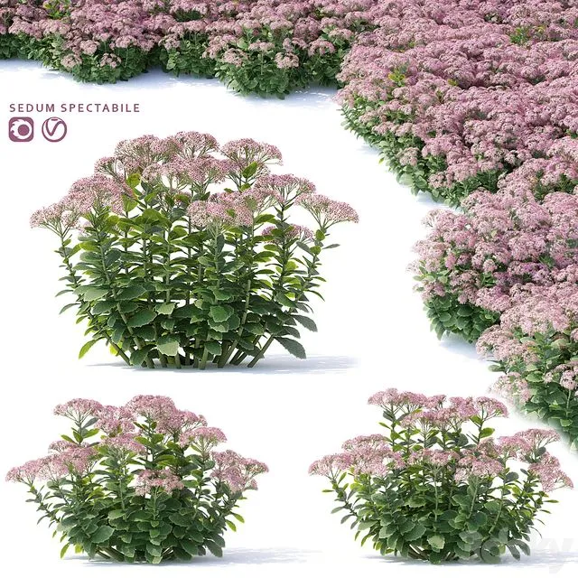 Sedum prominent Flowers 3D Model Sedum prominent Flowers 3D Model