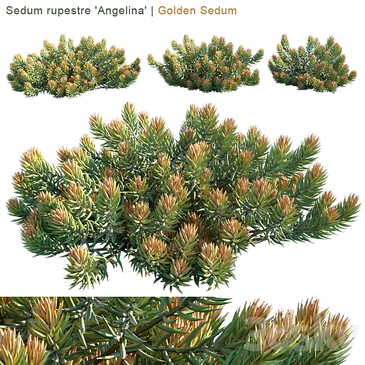 “Sedum rupestre “”Angelina”” | Golden sedum” 3D Model “Sedum rupestre “”Angelina”” | Golden sedum” 3D Model