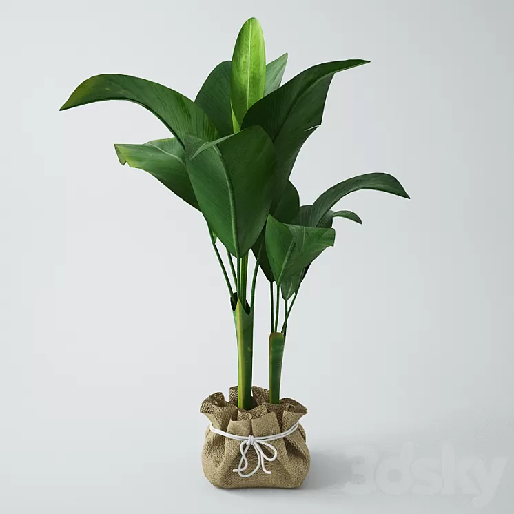 Seedling of bananas 3D Model Seedling of bananas 3D Model