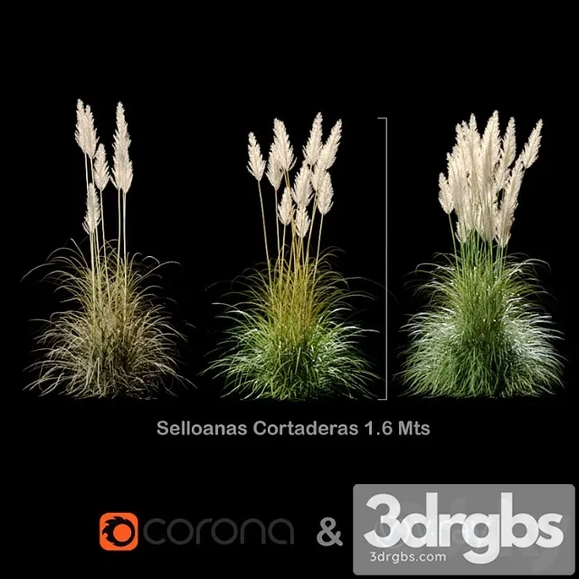 Selloanas cortaderas small Selloanas cortaderas small