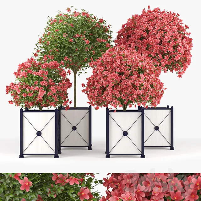 Seminole Pink Hibiscus 3DModel Seminole Pink Hibiscus 3DModel