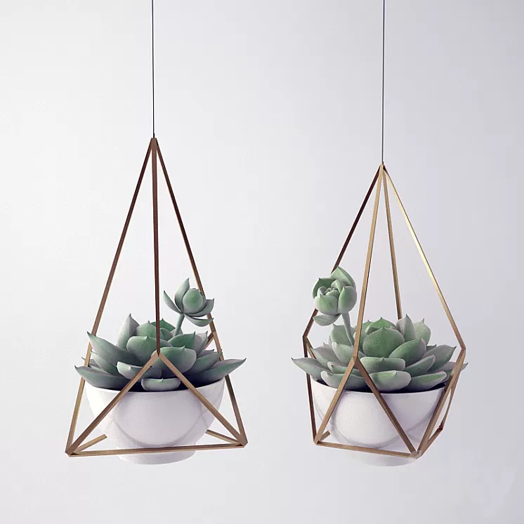 Sempervivum \/ Stone Rose \/ young 3D Model Sempervivum \/ Stone Rose \/ young 3D Model