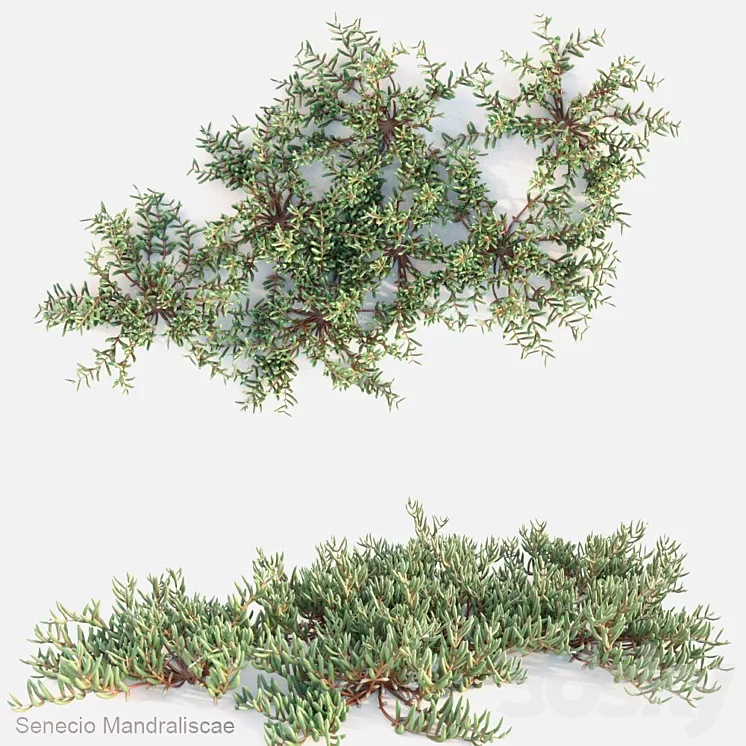 Senecio mandraliscae 3D Model