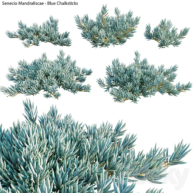 Senecio Mandraliscae – Blue Chalksticks – 01 3D Model