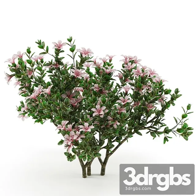 Serissa Foetida Flora 3D Model Download