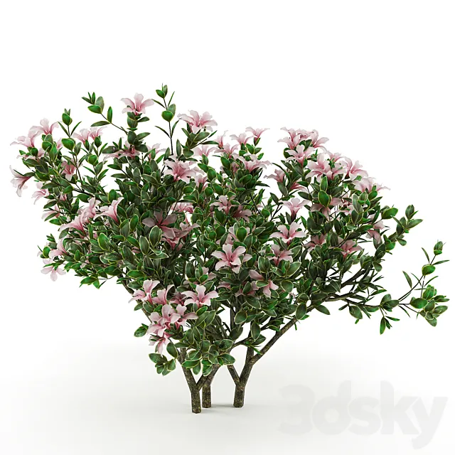 Serissa foetida flora 3DModel