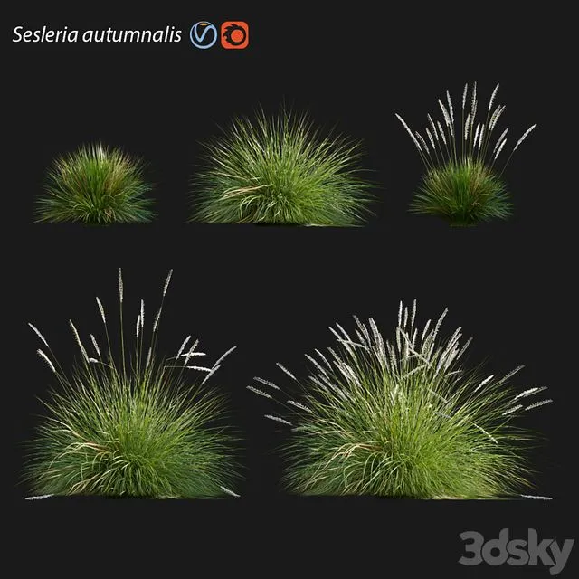 Sesleria autumnalis Autumn moor grass 3D Model Sesleria autumnalis Autumn moor grass 3D Model