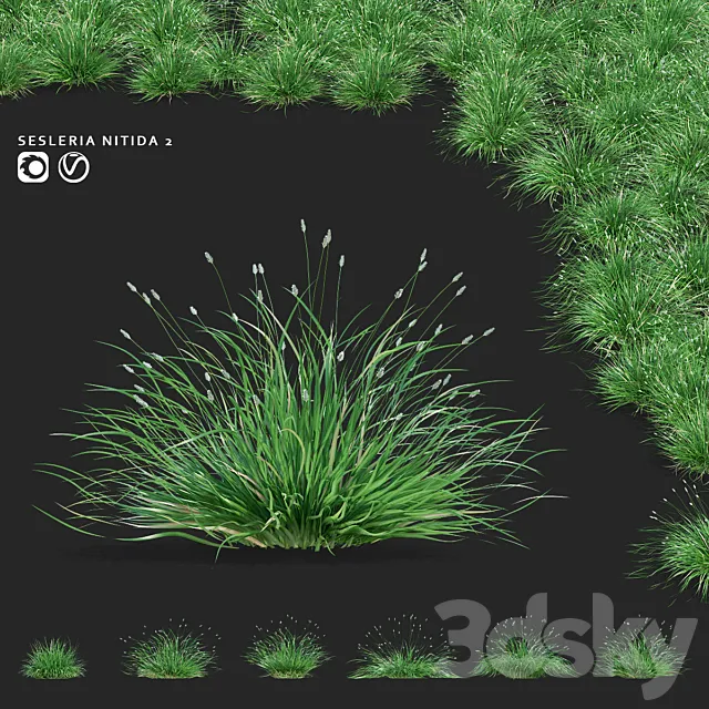 Sesleria brilliant ornamental grasses | Sesleria nitida 2 3D Model Sesleria brilliant ornamental grasses | Sesleria nitida 2 3D Model