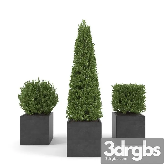 Set 2 Conifer Tree Square Pot 3D Model Download