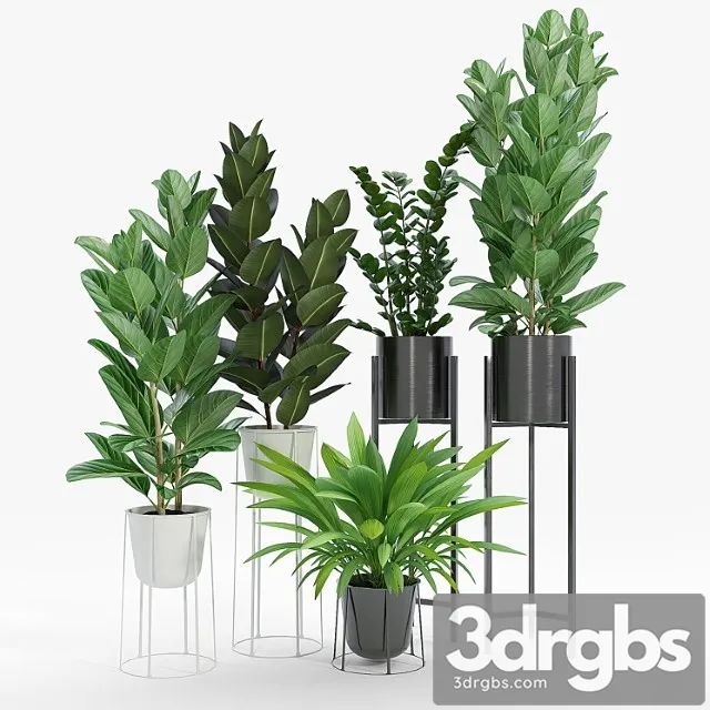 Set ficus Set ficus