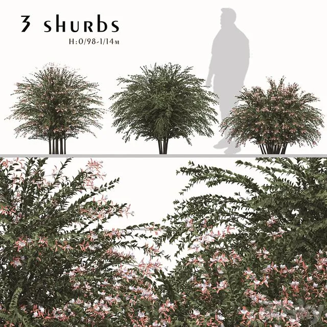Set of Abelia grandiflora Plants (Pearl Acacia) (3 Shrubs) 3D Model