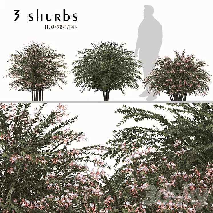 Set of Abelia grandiflora Plants (Pearl Acacia) (3 Shrubs) 3D Model