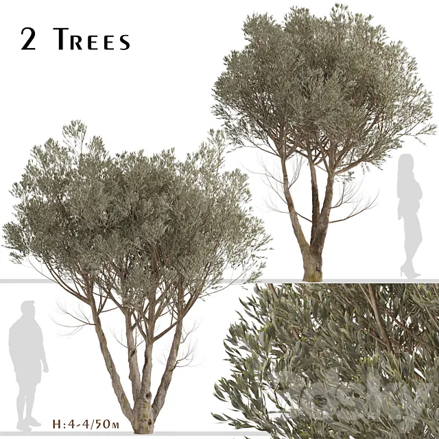 Set of Acacia Aneura Trees (True Mulga) (2 Trees) 3D Model