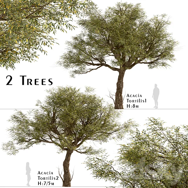 Set of Acacia Tortilis Trees (Vachellia tortilis) (2 Trees) 3D Model