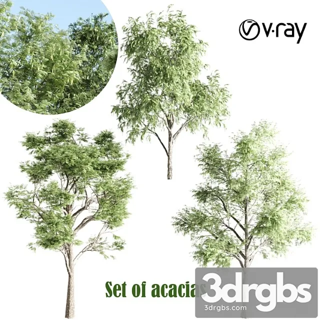 Set Of Acacias Vray 3D Model Download