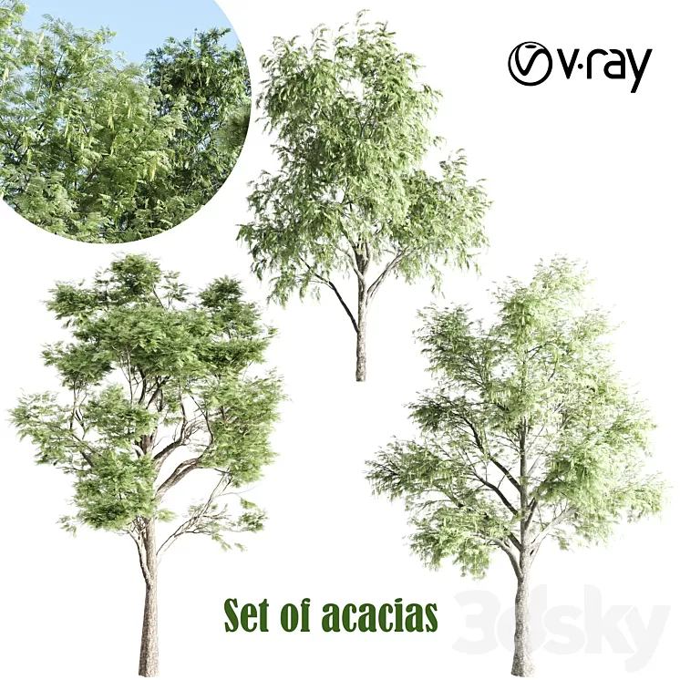 set of acacias-vray 3D Model