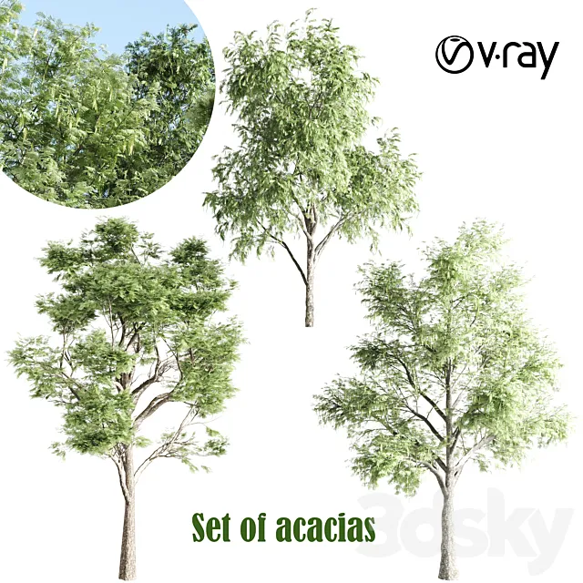 set of acacias-vray 3D Model