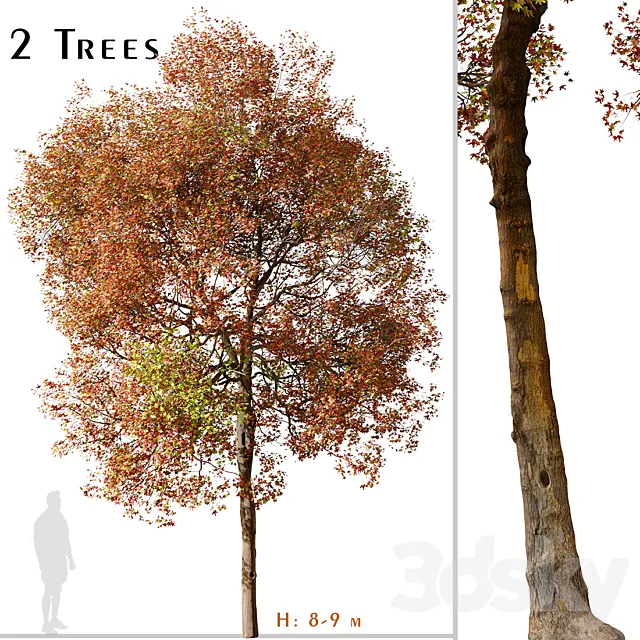 Set of American Sweet Gum Tree (Liquidambar styraciflua) (2 Trees) 3D Model
