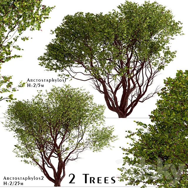 Set of Arctostaphylos Trees (Manzanita) (2 Trees) 3D Model