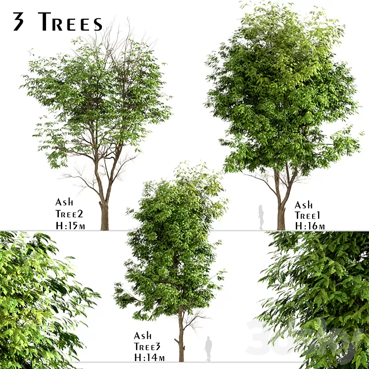 Set of Ash Trees (Fraxinus) (3 Trees) 3D Model