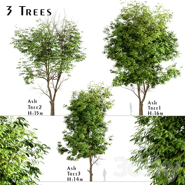 Set of Ash Trees (Fraxinus) (3 Trees) 3DModel