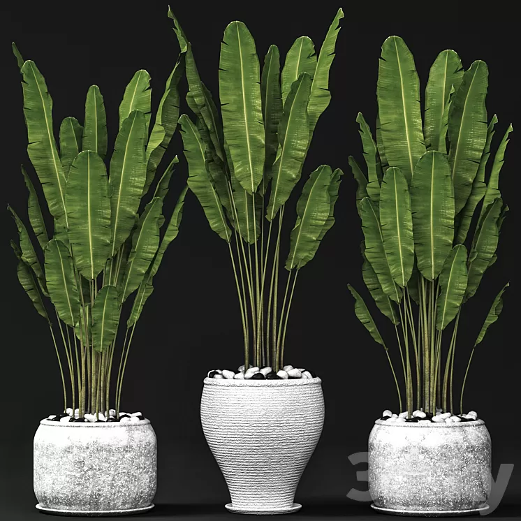 Set of banana trees Strelitzia pot bush flowerpot decorative 3D Model