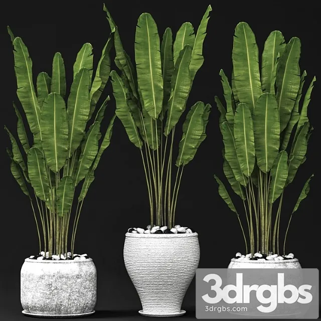 Set of banana trees, strelitzia, pot, bush, flowerpot, decorative Set of banana trees, strelitzia, pot, bush, flowerpot, decorative