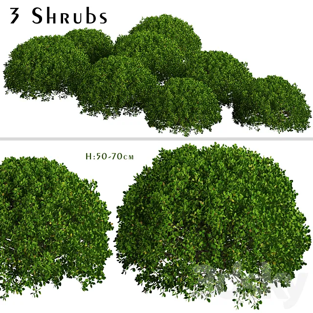 Set of Boxood Shrubs (Buxus) (3 Shrubs) 3D Model