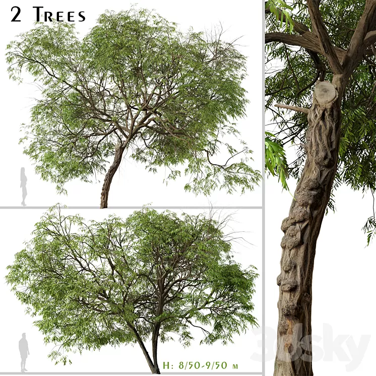 Set of Brazilian Pepper Tree (Schinus terebinthifolia) (2 Trees) 3D Model