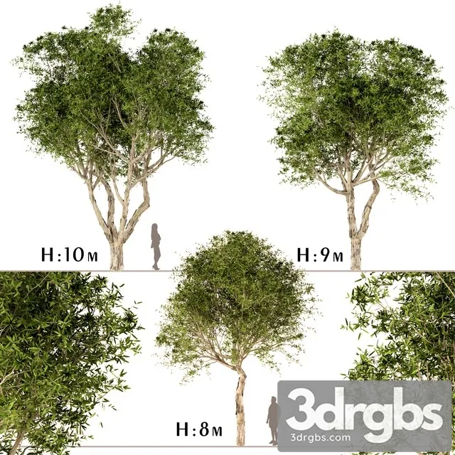 Set of Broad Leaved Paperbark Trees 3D Model Download