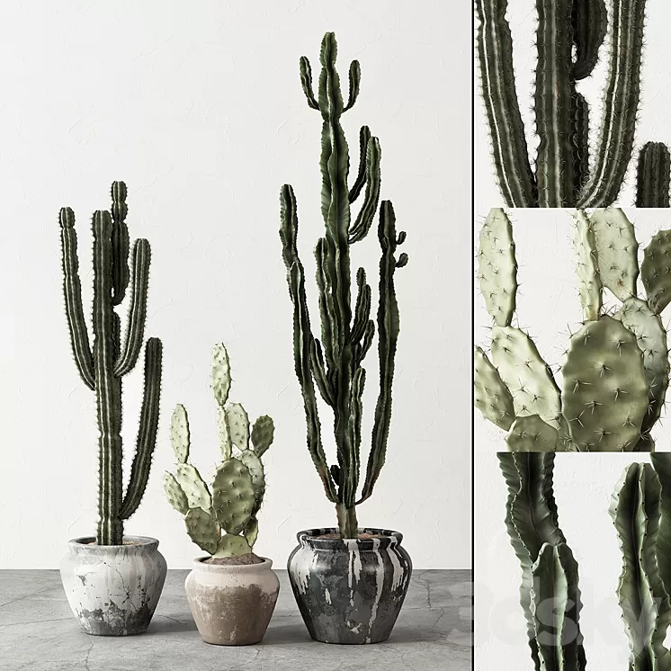 Set of Cactuses 3D Model