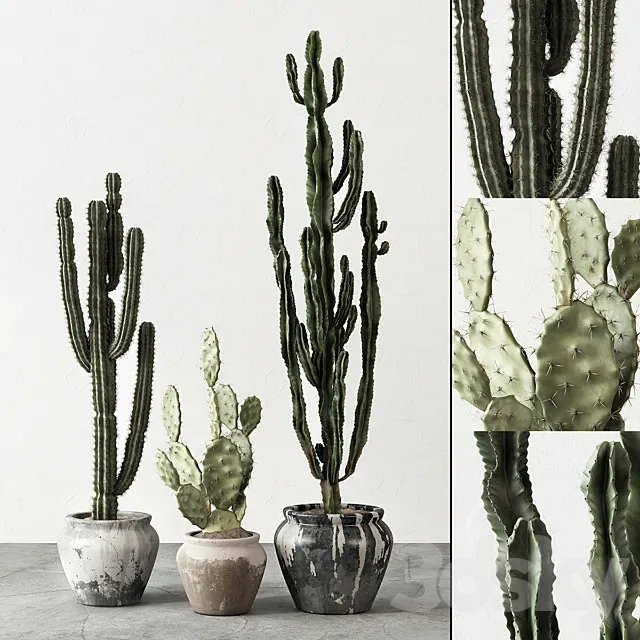 Set of Cactuses 3DModel Set of Cactuses 3DModel