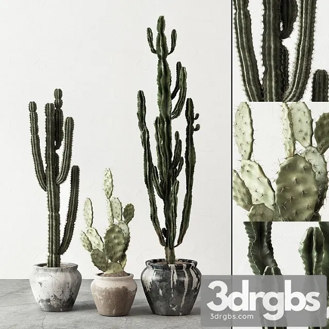 Set of cactuses Set of cactuses