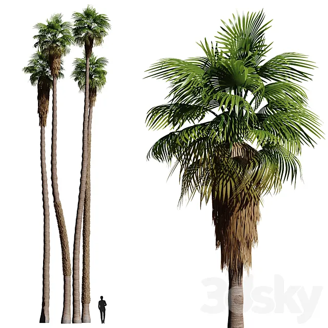 Set of California fan palm trees (Washingtonia palms) 3DModel