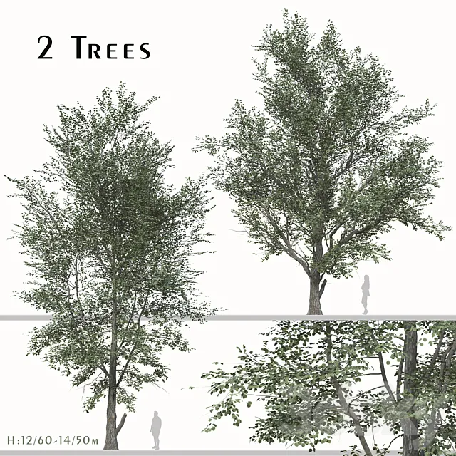 Set of Celtis Koraiensis Tree (Korean hackberry) (2 Trees) 3D Model