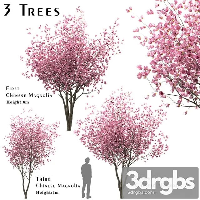 Set Of Chinese Magnolia Trees Saucer Magnolia 3 Trees 3D Model Download