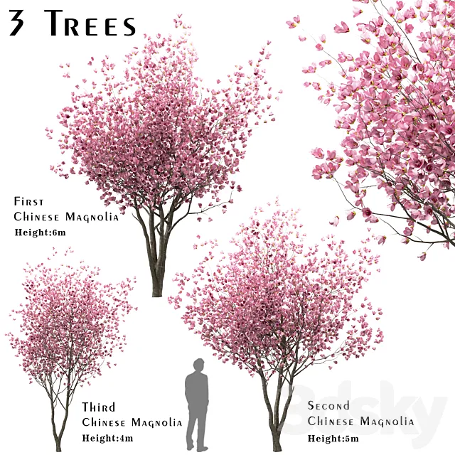 Set of Chinese Magnolia Trees (Saucer Magnolia) (3 Trees) 3D Model