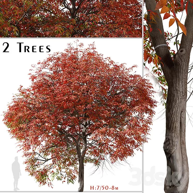 Set of Chinese pistache Tree (Pistacia chinensis) (2 Trees) 3D Model