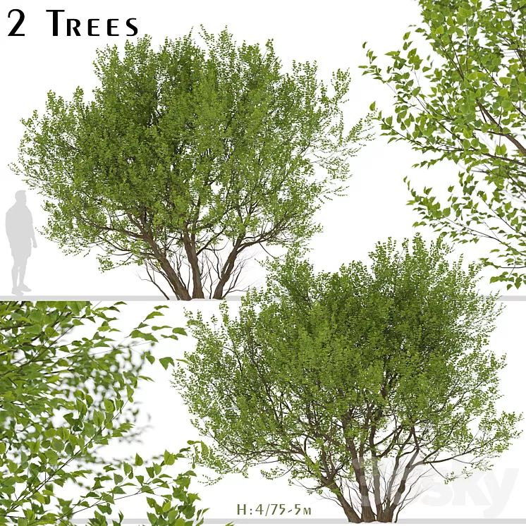 Set of Common Hazel Trees (Corylus avellana) (2 Trees) 3D Model